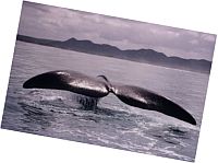 Whales in Hermanus